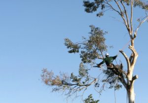 affordable tree trimming near me