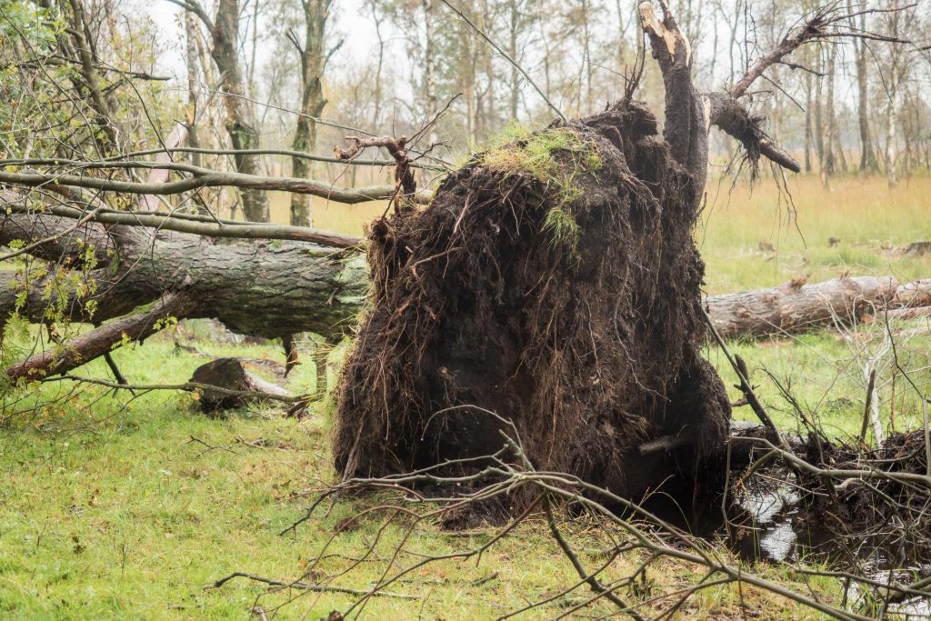 emergency storm clean up company