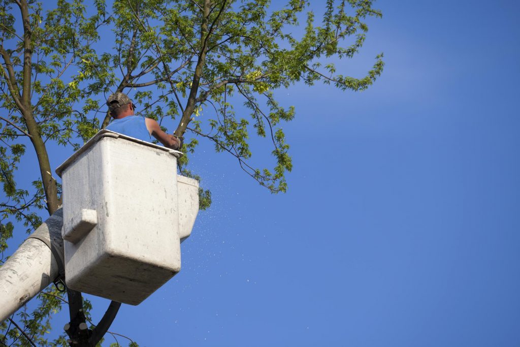 local tree trimming companies