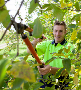 what an arborist does